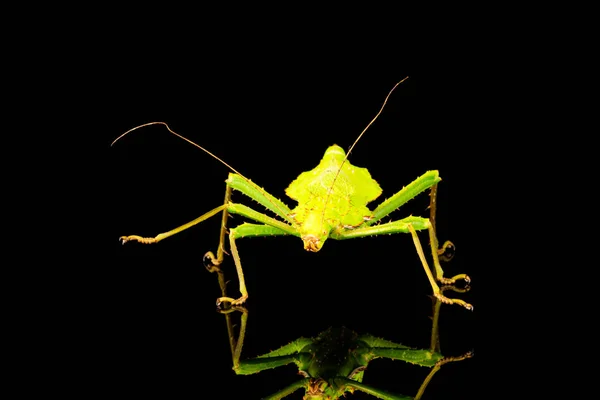 Gigante Ninfa Della Giungla Femmina Heteropteryx Dilatata Conosciuta Anche Come — Foto Stock