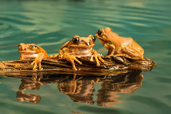 개구리 Leptopelis Vermiculatus Treefrog Vermiculated Trog 개구리의 탄자니아에 지역에서 — 스톡 사진