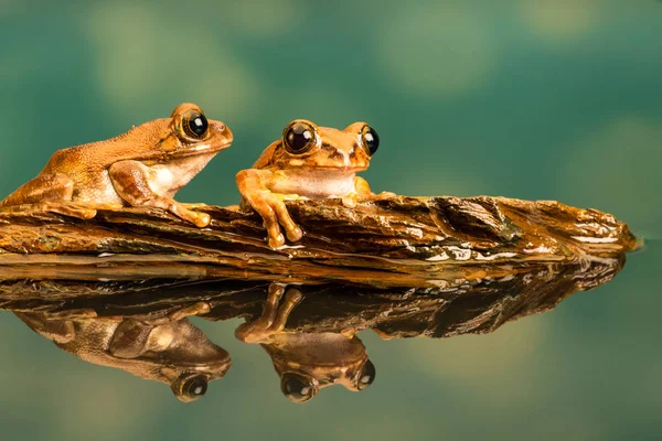 孔雀アマガエル Leptopelis Vermiculatus として知られているアマニ森 アオガエルのなかまや虫食いの木とぼとぼ歩く カエルの種 タンザニアの森林地帯で発見します 水中での反射 — ストック写真