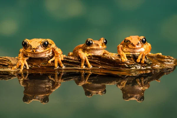 孔雀アマガエル Leptopelis Vermiculatus として知られているアマニ森 アオガエルのなかまや虫食いの木とぼとぼ歩く カエルの種 タンザニアの森林地帯で発見します 水中での反射 — ストック写真