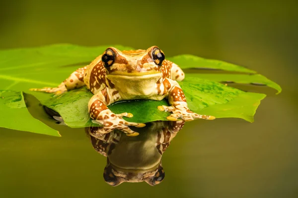 Amazon Milk Frog Trachycephalus Resinifictrix Large Species Arboreal Frog Native — Stock Photo, Image