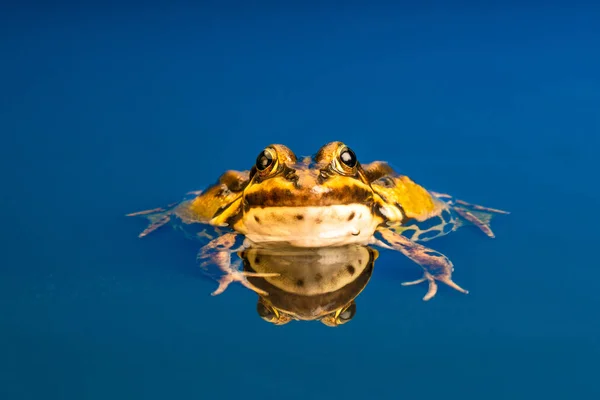 一般的なヨーロッパのカエル Pelophylax Esculentus として知られている一般的な水カエル 緑色のカエルまたは食用カエル 水中での反射 — ストック写真