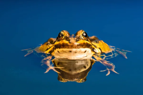 一般的なヨーロッパのカエル Pelophylax Esculentus として知られている一般的な水カエル 緑色のカエルまたは食用カエル 水中での反射 — ストック写真