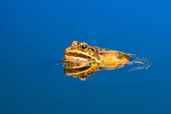 一般的なヨーロッパのカエル Pelophylax Esculentus として知られている一般的な水カエル 緑色のカエルまたは食用カエル 水中での反射 — ストック写真