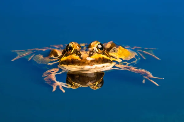 一般的なヨーロッパのカエル Pelophylax Esculentus として知られている一般的な水カエル 緑色のカエルまたは食用カエル 水中での反射 — ストック写真