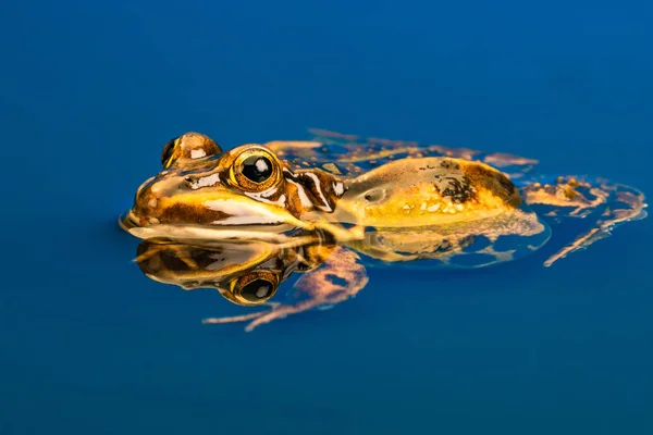 一般的なヨーロッパのカエル Pelophylax Esculentus として知られている一般的な水カエル 緑色のカエルまたは食用カエル 水中での反射 — ストック写真