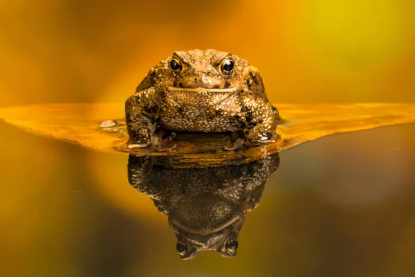 Sapo Comum Bufo Bufo Também Conhecido Como Sapo Europeu Anfíbio — Fotografia de Stock