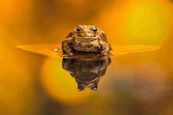 Sapo Comum Bufo Bufo Também Conhecido Como Sapo Europeu Anfíbio — Fotografia de Stock