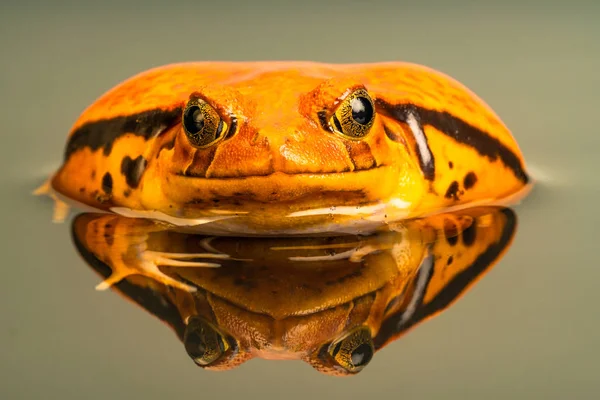 それを脅したときに 水の反射とトマトのカエル Dyscophus その体をパフします トマトのカエルは マダガスカルに固有です 水中での反射 — ストック写真