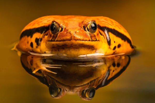 それを脅したときに 水の反射とトマトのカエル Dyscophus その体をパフします トマトのカエルは マダガスカルに固有です 水中での反射 — ストック写真