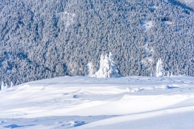 Tirol Avusturya eyaletinde Seefeld içinde karla kaplı ağaçlar ve Alpleri ile kış manzara. Avusturya 'da kış