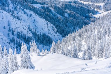 Tirol Avusturya eyaletinde Seefeld içinde karla kaplı ağaçlar ve Alpleri ile kış manzara. Avusturya 'da kış
