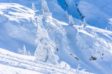 Tirol Avusturya eyaletinde Seefeld içinde karla kaplı ağaçlar ve Alpleri ile kış manzara. Avusturya 'da kış