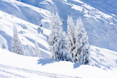 Tirol Avusturya eyaletinde Seefeld içinde karla kaplı ağaçlar ve Alpleri ile kış manzara. Avusturya 'da kış