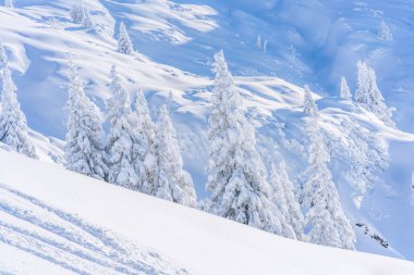 Tirol Avusturya eyaletinde Seefeld içinde karla kaplı ağaçlar ve Alpleri ile kış manzara. Avusturya 'da kış