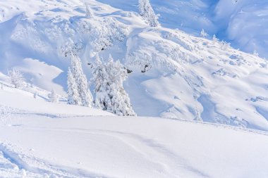 Tirol Avusturya eyaletinde Seefeld içinde karla kaplı ağaçlar ve Alpleri ile kış manzara. Avusturya 'da kış