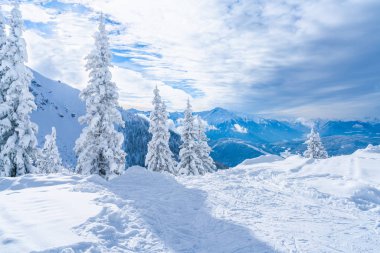 Tirol Avusturya eyaletinde Seefeld içinde karla kaplı ağaçlar ve Alpleri ile kış manzara. Avusturya 'da kış