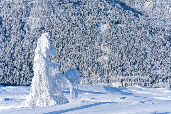 Paisaje Invernal Con Árboles Cubiertos Nieve Alpes Seefeld Estado Austríaco — Foto de Stock