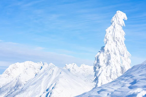 Paisaje Invernal Con Árboles Cubiertos Nieve Alpes Seefeld Estado Austríaco — Foto de Stock