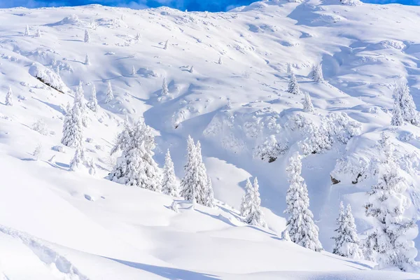 Paisagem Inverno Com Árvores Cobertas Neve Alpes Seefeld Estado Austríaco — Fotografia de Stock