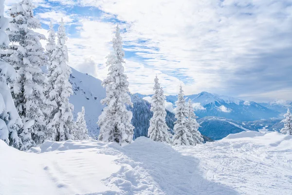 Tirol Avusturya eyaletinde Seefeld içinde karla kaplı ağaçlar ve Alpleri ile kış manzara. Avusturya 'da kış
