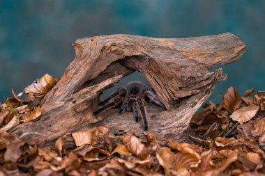 Şili saçı gül tarantulası (Grammostola pembesi) - seçici odaklı yakın plan