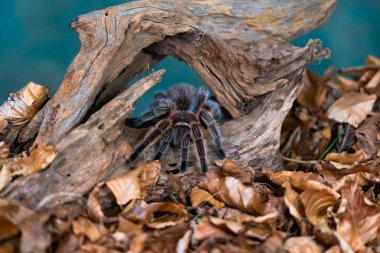 Şili saçı gül tarantulası (Grammostola pembesi) - seçici odaklı yakın plan