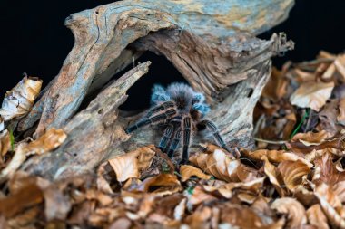 Şili saçı gül tarantulası (Grammostola pembesi) - seçici odaklı yakın plan