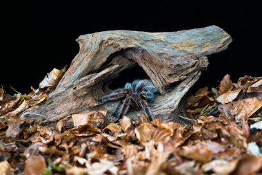 Şili saçı gül tarantulası (Grammostola pembesi) - seçici odaklı yakın plan