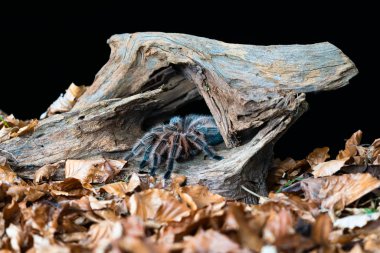 Şili saçı gül tarantulası (Grammostola pembesi) - seçici odaklı yakın plan