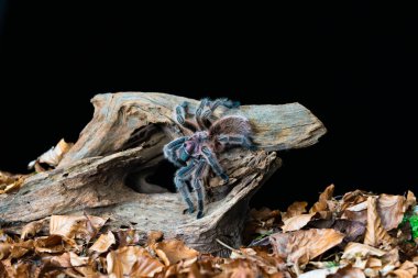 Şili saçı gül tarantulası (Grammostola pembesi) - seçici odaklı yakın plan