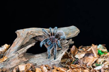 Chilean hair rose tarantula (Grammostola rosea) - closeup with selective focus clipart