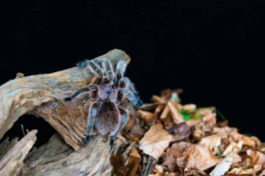 Şili saçı gül tarantulası (Grammostola pembesi) - seçici odaklı yakın plan
