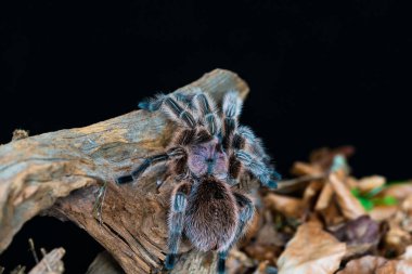 Şili saçı gül tarantulası (Grammostola pembesi) - seçici odaklı yakın plan