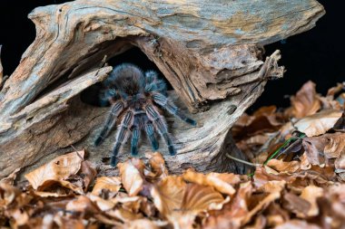 Şili saçı gül tarantulası (Grammostola pembesi) - seçici odaklı yakın plan
