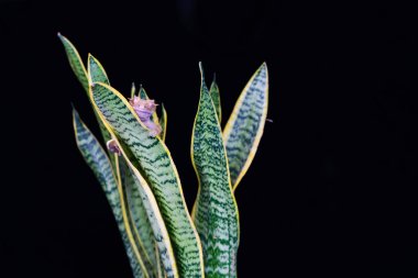 Tepeli kertenkele (Correlophus ciliatu) bir bitki üzerinde oturan - seçici odak ile closeup