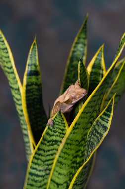 Tepeli kertenkele (Correlophus ciliatu) bir bitki üzerinde oturan - seçici odak ile closeup