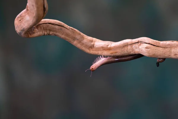 Millipede Diplopoda Fából Készült Vértes Önös Fókusz — Stock Fotó