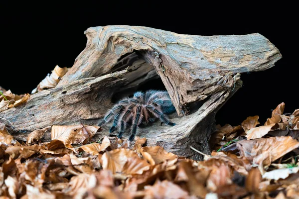 チリの髪はタランチュラ Grammostola Rosea をバラ 選択的な焦点でクローズアップ — ストック写真