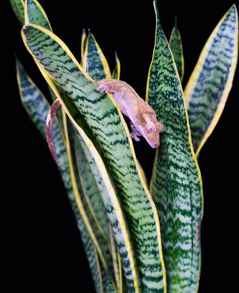 Kuif Gecko Correlophus Ciliatu Zittend Een Plant Close Met Selectieve — Stockfoto