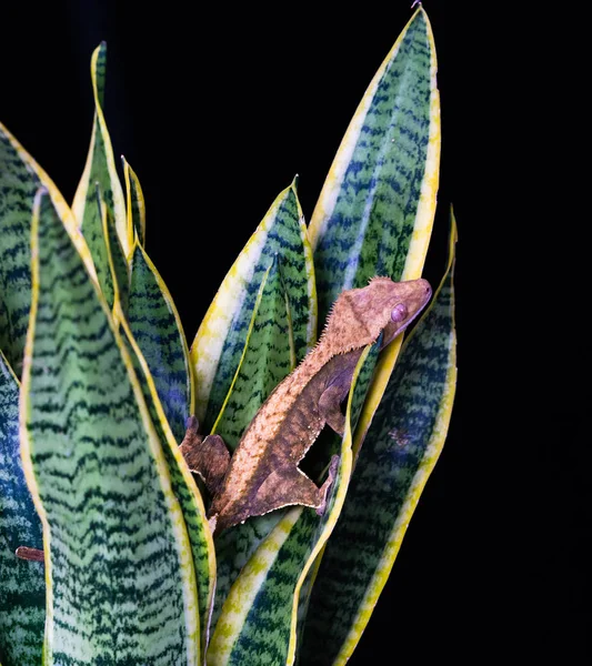 Kammgecko Correlophus Ciliatu Sitzt Auf Einer Pflanze Nahaufnahme Mit Selektivem — Stockfoto