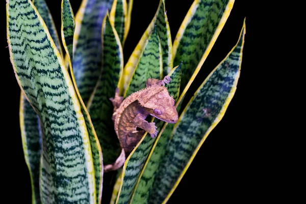 Tarajos Gekkó Correlophus Ciliatu Ült Növény Vértes Szelektív Fókusz — Stock Fotó