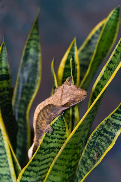 Gecko Crête Correlophus Ciliatu Assis Sur Une Plante Gros Plan — Photo
