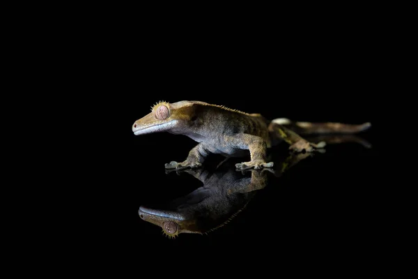 Crested Gecko Correlophus Ciliatu Com Reflexão Sobre Fundo Preto Close — Fotografia de Stock