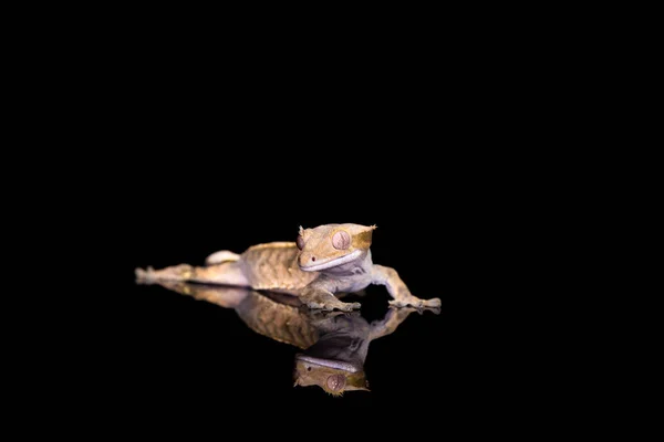 Crested Gecko Correlophus Ciliatu Reflection Black Background Closeup Selective Focus — Stock Photo, Image