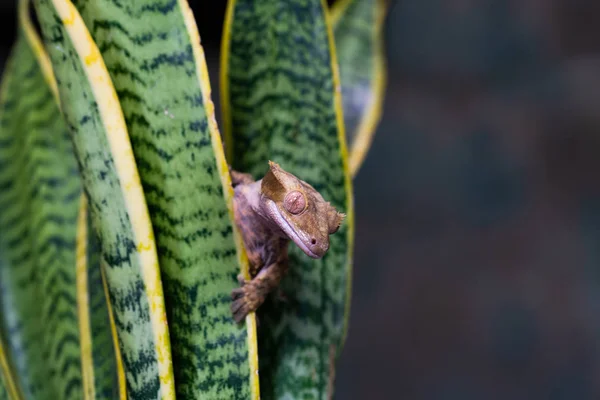 Crested Gecko Correlophus Ciliatu Sedící Rostlině Zaostřená Selektivním Zaměřením — Stock fotografie