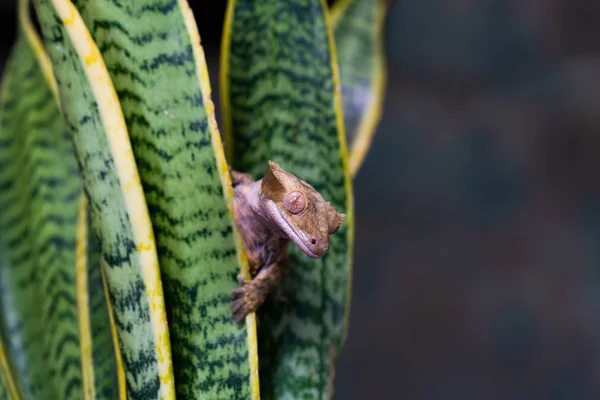 Crested Gecko Correlophus Ciliatu Sitting Plant Closeup Selective Focus — Stock Photo, Image