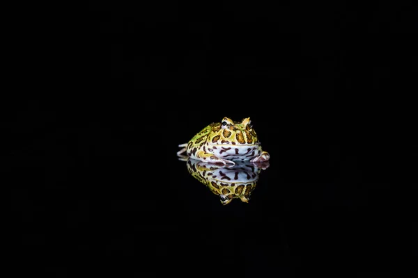 黒いバックグロンに反射を持つアルゼンチンの角カエル セラトフリースオルナタ 選択的な焦点を持つクローズアップ — ストック写真