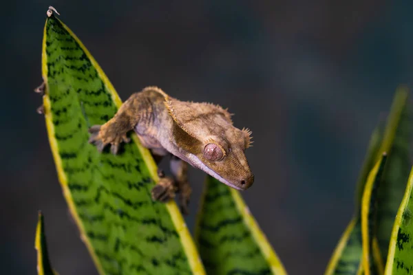 Gecko Crested Correlophus Ciliatu Siedzi Roślinę Zbliżenie Selektywnej Ostrości — Zdjęcie stockowe