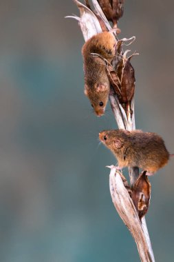 Kuru bitki de Avrasya hasat fareleri (Micromys minutus) - seçici odak ile closeup